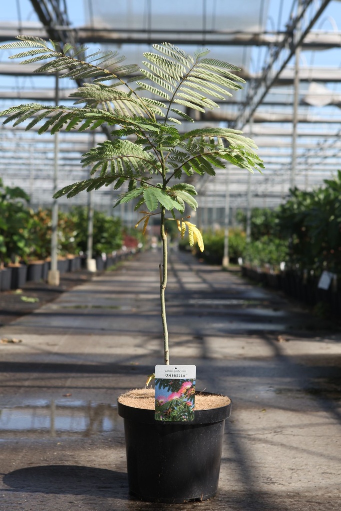 Albizia julibrissin OMBRELLA cont. 10L 60-80 cm +ф