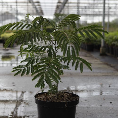 [P] Albizia julibrissin OMBRELLA cont. 10L 60-80 cm +p