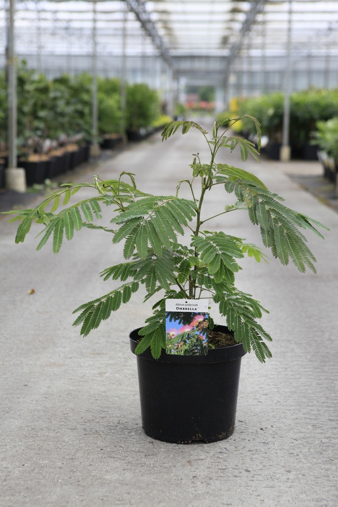 [P] Albizia julibrissin OMBRELLA cont. 10L 60-80 cm +p