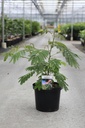 Albizia julibrissin OMBRELLA cont. 10L 60-80 cm +f