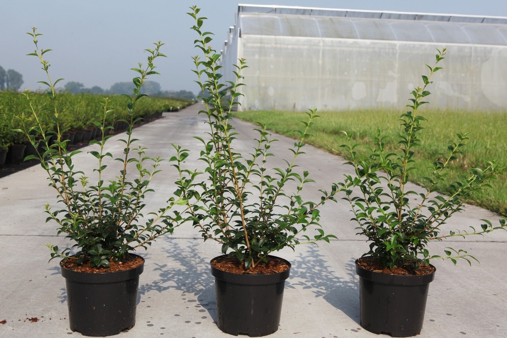 Osmanthus burkwoodii cont. 3,6L 40/+ cm +p