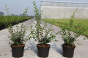 Osmanthus burkwoodii cont. 3,6L 40/+ cm +f