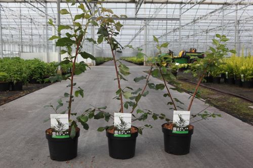 Ulmus minor suberosa cont. 3,6L 40-50 cm +B