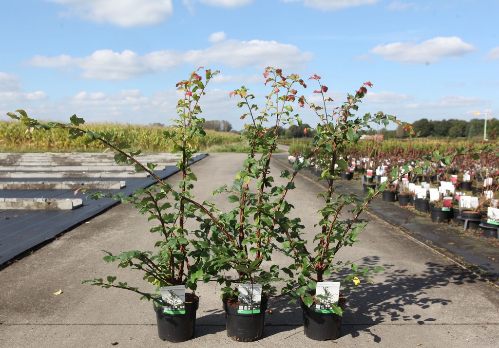 Ulmus minor suberosa cont. 3,6L 40-50 cm +p