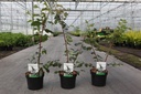 Ulmus minor suberosa cont. 3,6L 40-50 cm +ф