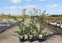 Ulmus minor suberosa cont. 3,6L 40-50 cm +p