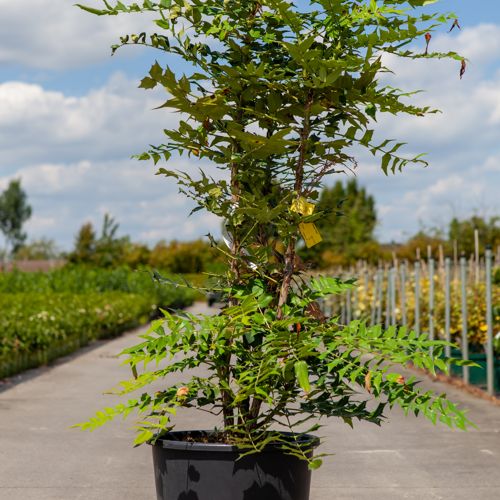 [P] Mahonia media 'Winter Sun' cont. 25L 80-100 cm +B