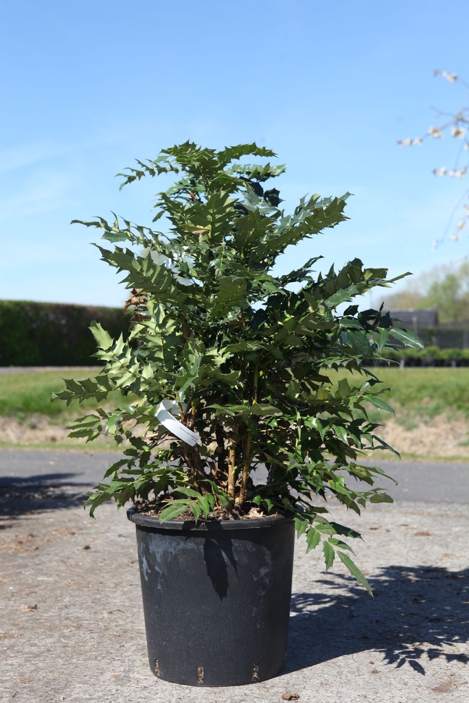 Mahonia media 'Winter Sun' cont. 25L 80-100 cm +f