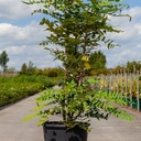 Mahonia media 'Winter Sun' cont. 25L 80-100 cm +p
