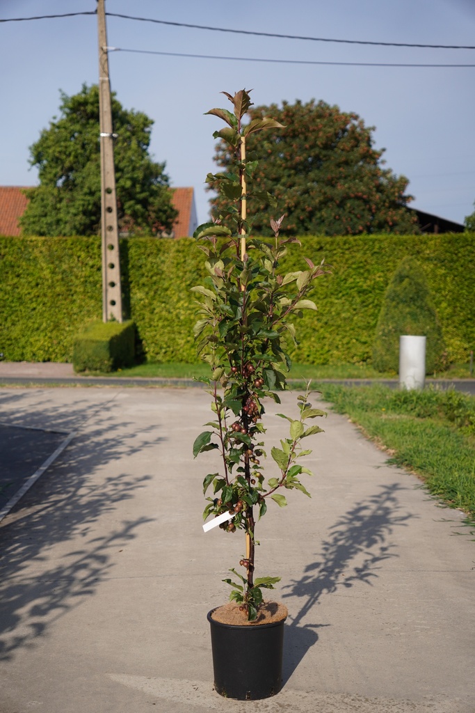 [P] Malus 'Red Obelisk®' cont. 12L 150/+ cm молодое дерево +ф