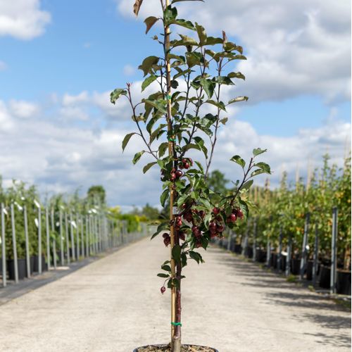 [P] Malus 'Red Obelisk®' cont. 12L 150/+ cm junger Baum +B