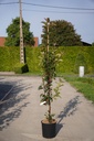 Malus 'Red Obelisk®' cont. 12L 150/+ cm молодое дерево +ф