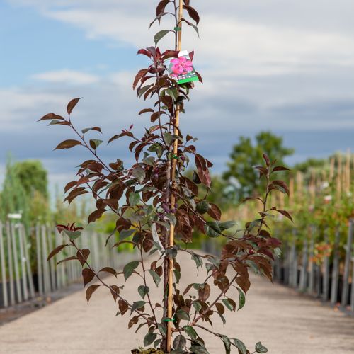 Malus 'Royalty' cont. 12L 150/+ cm feathered +ф