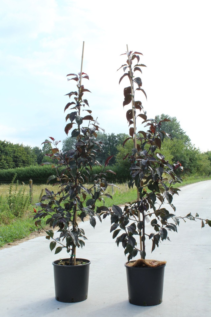 Malus 'Royalty' cont. 12L 150/+ cm feathered +p
