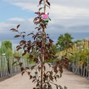 Malus 'Royalty' cont. 12L 150/+ cm feathered +ф
