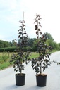 Malus 'Royalty' cont. 12L 150/+ cm feathered +p