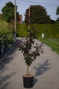 Malus 'Royalty' cont. 12L 150/+ cm spil +f