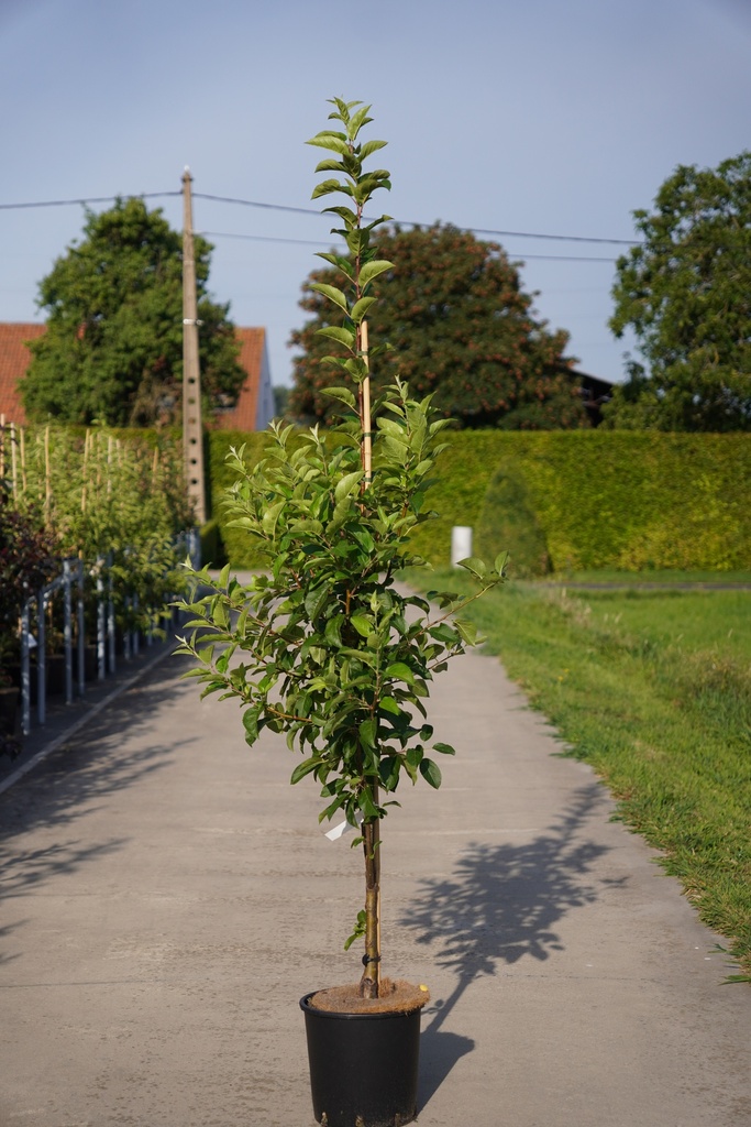 Malus 'Red Sentinel' Kont. 12L 150/+ cm junger Baum +B