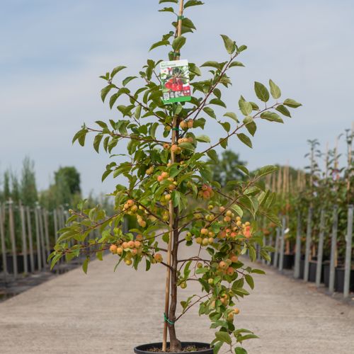 [P] Malus 'Red Sentinel' cont. 12L 150/+ cm feathered +ф