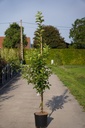 Malus 'Red Sentinel' cont. 12L 150/+ cm baliveau +p