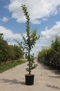 Malus 'Red Sentinel' cont. 12L 150/+ cm feathered +ф