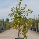 Malus 'Red Sentinel' cont. 12L 150/+ cm feathered +p