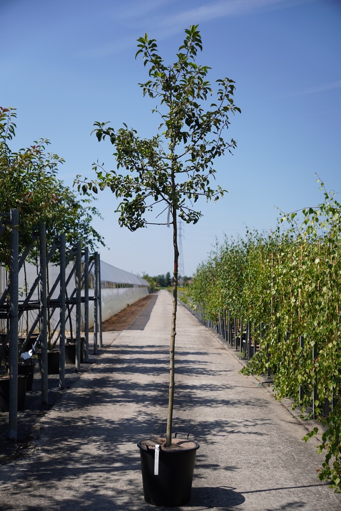 [P] Malus 'Red Sentinel' cont. 35L hoogstam 10-12