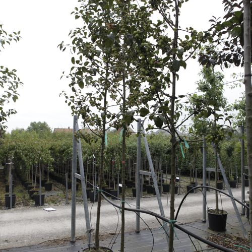 [P] Malus 'Red Sentinel' cont. 35L standard 10-12