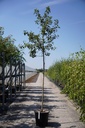 Malus 'Red Sentinel' cont. 35L штамб 10-12