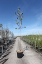Malus 'Red Sentinel' cont. 35L standard 10-12