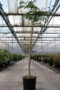 Albizia julibrissin OMBRELLA (PBR) cont. 15L demi-tige +p