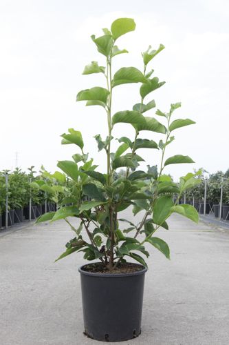 [P] Magnolia soulangeana 'Alba Superba' cont. 12L 80-100 cm +p