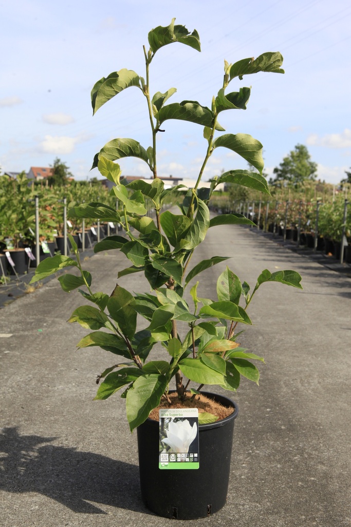 [P] Magnolia soulangeana 'Alba Superba' cont. 12L 80-100 cm +p