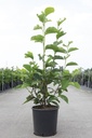 Magnolia soulangeana 'Alba Superba' cont. 12L 80-100 cm +ф