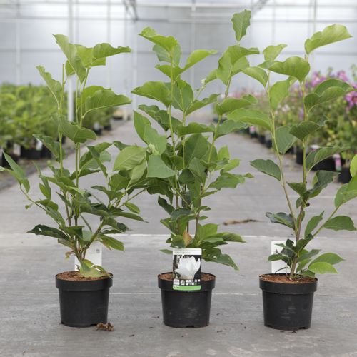 Magnolia soulangeana 'Alba Superba' cont. 3,6L 40-50 cm +B