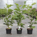 Magnolia soulangeana 'Alba Superba' cont. 3,6L 40-50 cm +ф