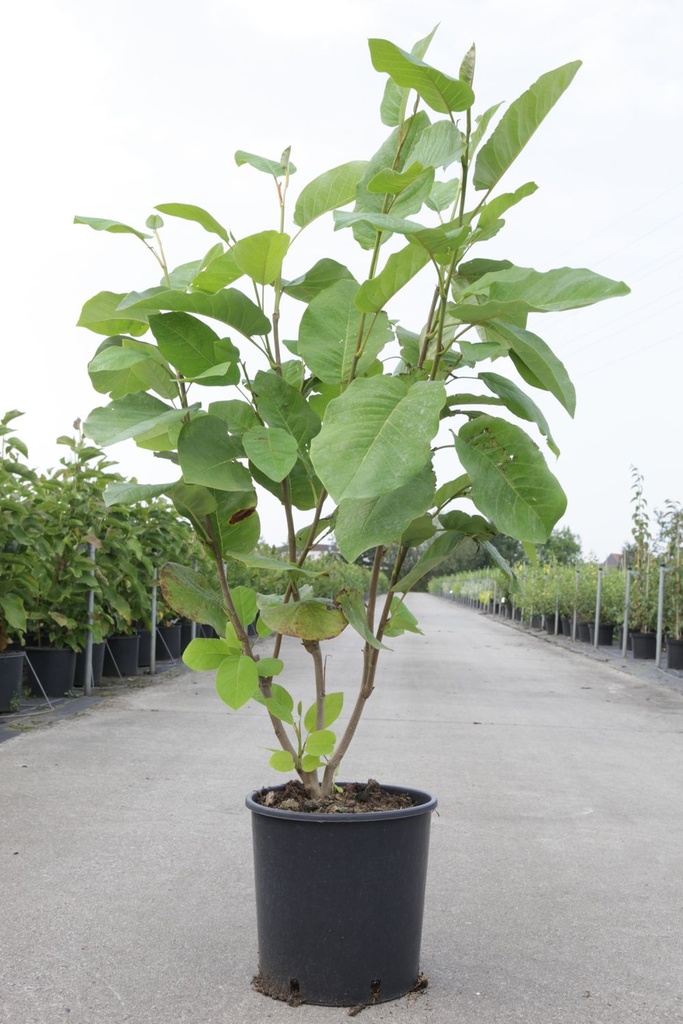 Magnolia sieboldii cont. 12L 80/+ cm +ф