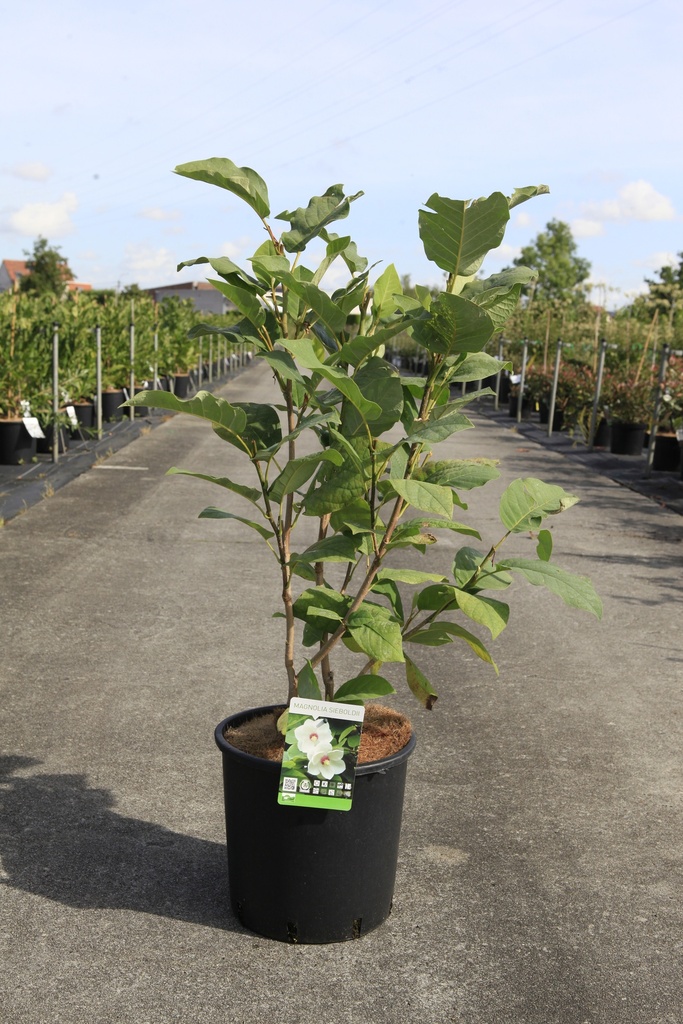 [P] Magnolia sieboldii cont. 12L 80/+ cm +ф