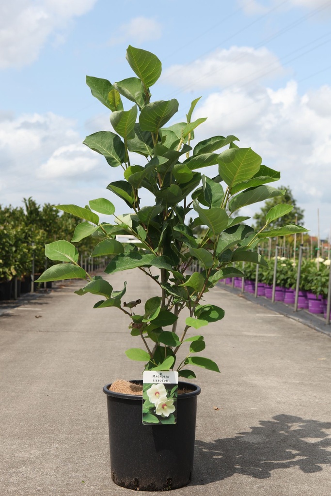 Magnolia sieboldii cont. 12L 80/+ cm +p