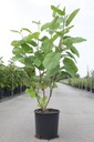 Magnolia sieboldii cont. 12L 80/+ cm +ф