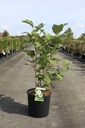 Magnolia sieboldii cont. 12L 80/+ cm +B