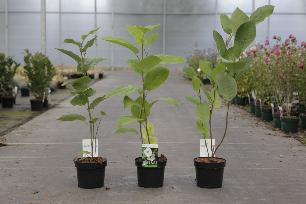 Magnolia sieboldii cont. 3,6L 40-50 cm +B