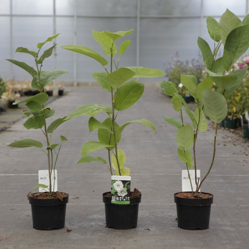 Magnolia sieboldii cont. 3,6L 40-50 cm +p