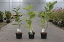 Magnolia sieboldii cont. 3,6L 40-50 cm +B