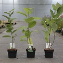 Magnolia sieboldii cont. 3,6L 40-50 cm +p