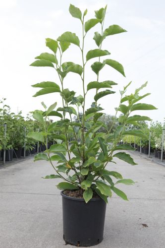 [P] Magnolia soulangeana cont. 12L 80-100 cm +B