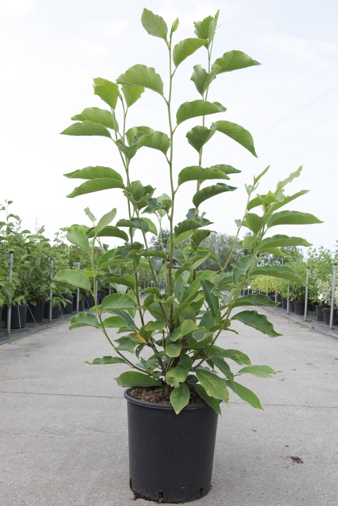 Magnolia soulangeana cont. 12L 80-100 cm +B
