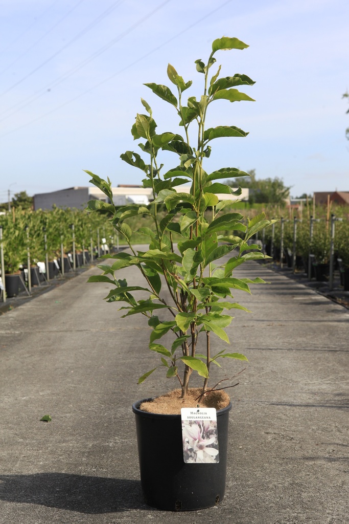 [P] Magnolia soulangeana cont. 12L 80-100 cm +f