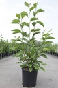 Magnolia soulangeana cont. 12L 80-100 cm +p