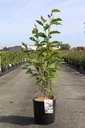 Magnolia soulangeana cont. 12L 80-100 cm +p